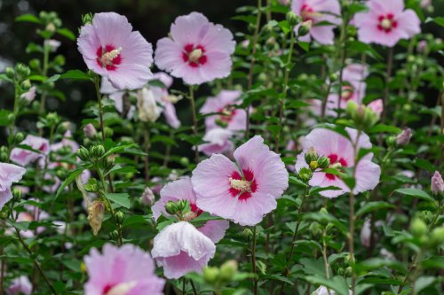 Ces 10 fleurs fleurissent en automne et vous offrent un spectacle coloré au jardin