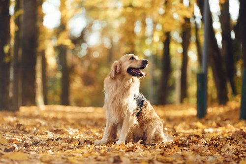 Il vous reste moins d'un mois pour changer cette habitude avec votre chien, sinon c'est 750 € d'amende