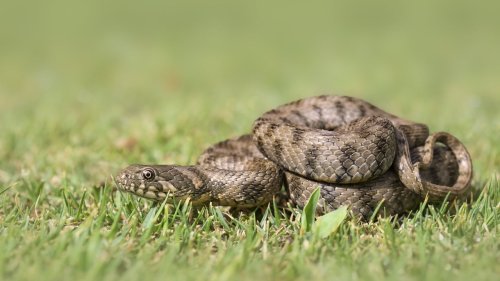 Face à un serpent, ce geste instinctif peut vous coûter cher, voici comment réagir sans prendre de risque : "surtout ne pas..."