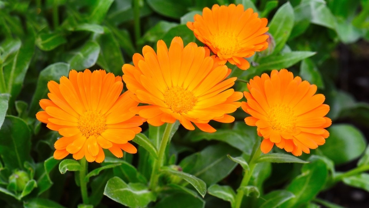Vite, il faut la planter en avril : cette fleur illumine tout le jardin et en plus, c’est une alliée insoupçonnée pour votre santé !