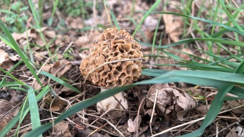 La saison des morilles commence, voici le secret pour en dénicher à coup sûr