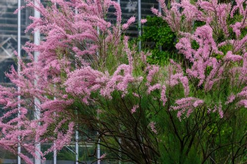Cet arbre qui fleurit comme un cerisier est interdit dans certaines villes de France : voici pourquoi