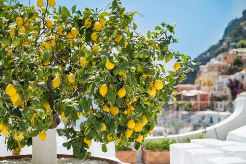Sans engrais ni compost, voici la méthode naturelle pour éviter le jaunissement des feuilles de votre citronnier