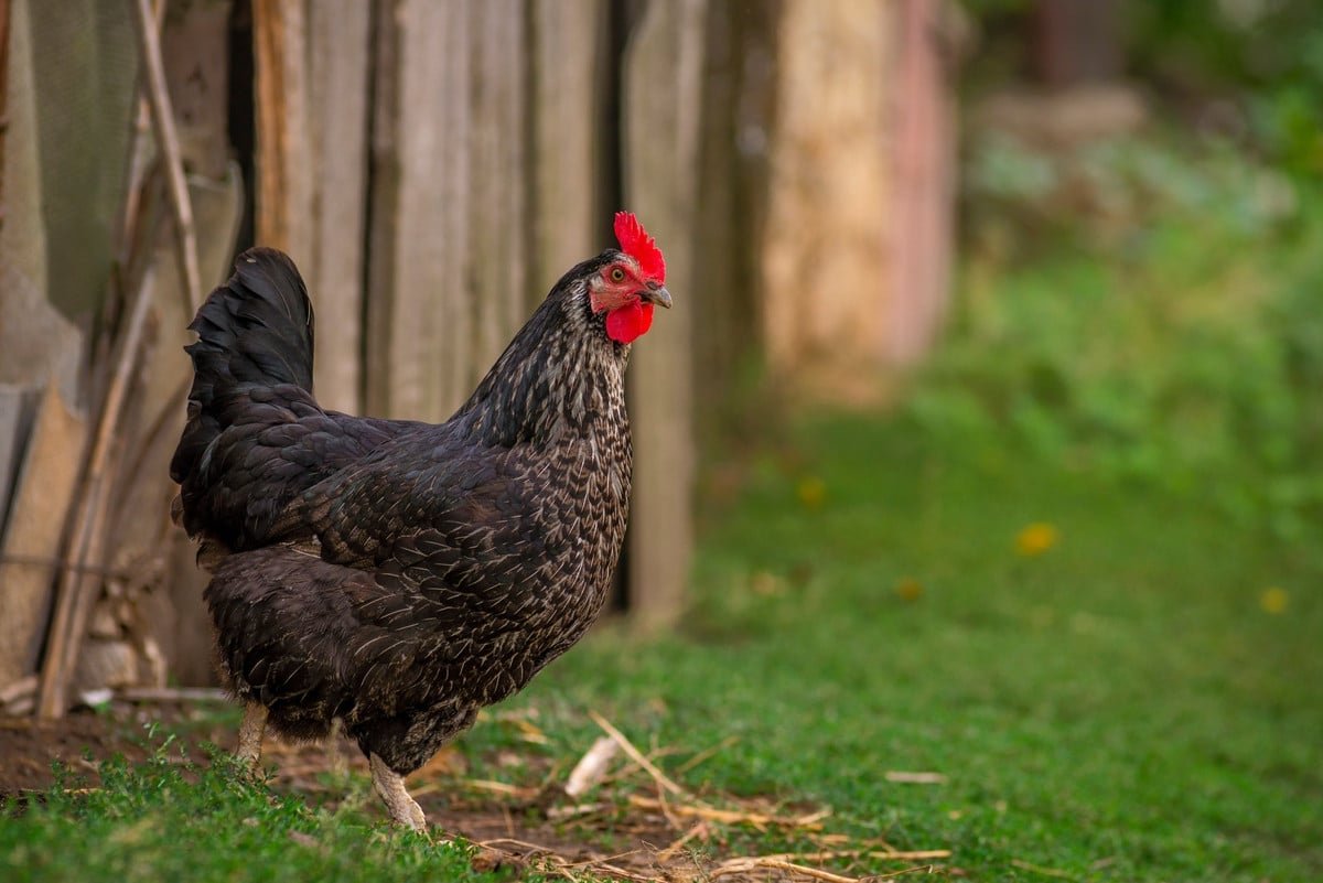 Adieu les frelons : cette poule noire bretonne les décime et s’impose comme votre meilleure alliée au jardin