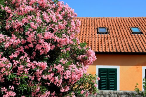 Cette plante adorée des Français est en réalité une « beauté mortelle », voici ce qu’il faut savoir avant de la planter