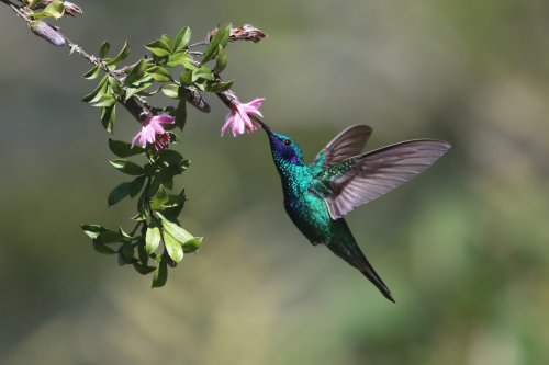 Colibri dans le jardin, ce que sa présence signifie vraiment (et c’est un beau message qu’il serait dommage d’ignorer)