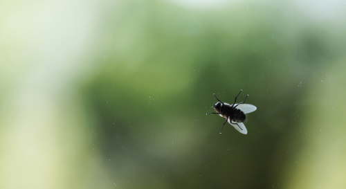 On sait enfin pourquoi les mouches ne trouvent jamais la sortie, même la fenêtre ouverte !