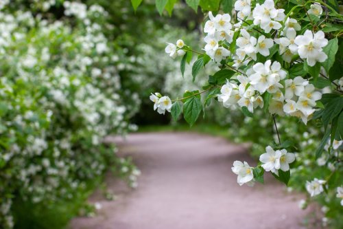 Ce geste simple, recommandé par une jardinière, fait éclater les jasmins de fleurs… mais seulement si vous le faites maintenant