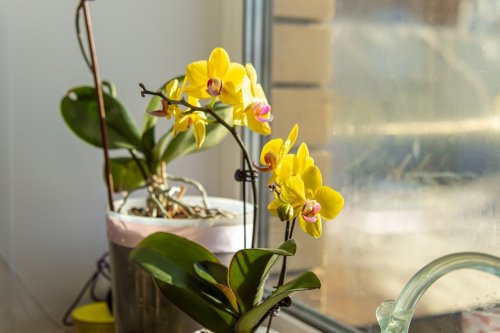 Trop de Français l’achètent sans le savoir, cette plante décorative attire des dizaines de mouches dans la maison