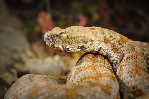 Randonnée, jardin, vacances… ces serpents venimeux sont à surveiller de près, car l'un d'entre eux rôde en France