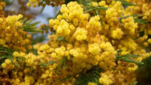 Mimosa, la nouvelle "menace jaune" est sur liste noire : pourquoi il pourrait bientôt être interdit