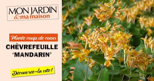Découvrez notre plante coup de cœur du mois : Chèvrefeuille ‘Mandarin’