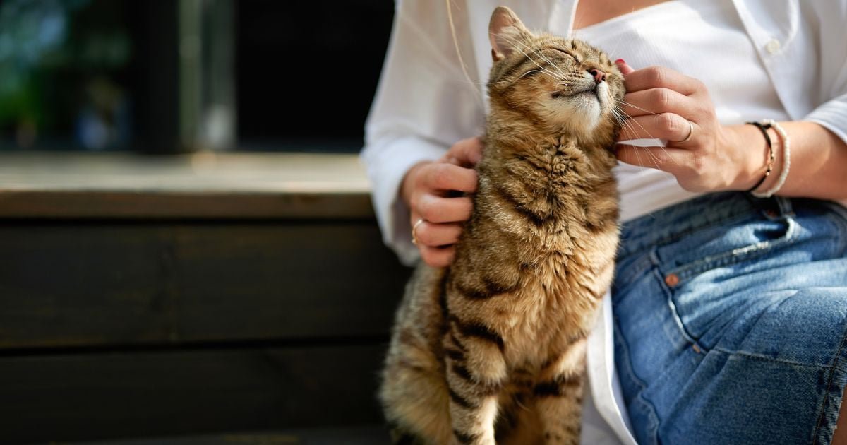 Les chats mordent après une caresse : voici la vraie raison que tout le monde doit connaître