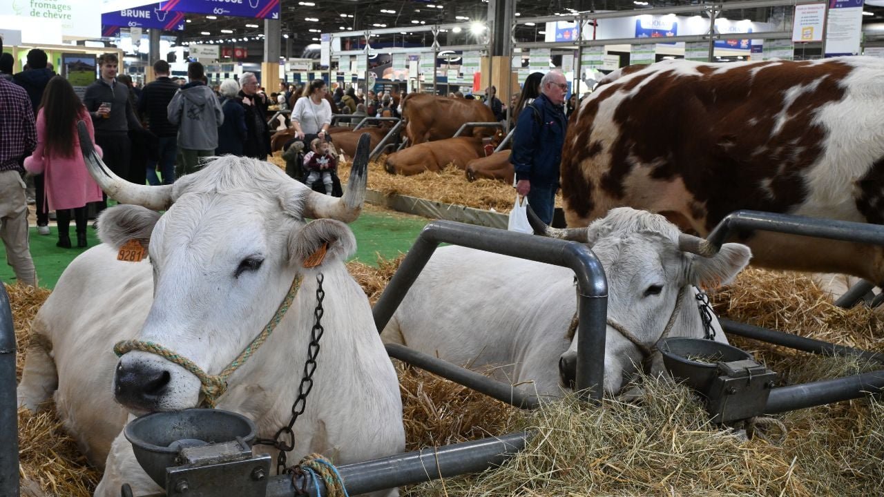Salon de l’Agriculture 2026 : pourquoi vous n&rsquo;y verrez plus de vaches cette année