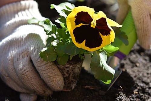 6 fleurs à planter impérativement au balcon avant fin septembre
