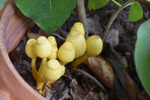 Des champignons dans le terreau des plantes d’intérieur : est-ce dangereux ? Quels sont les bons gestes ?