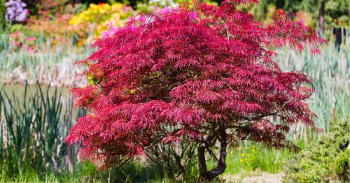 Jardin coloré : 8 arbres d'un rouge profond pour un extérieur plein de passion - Mon Jardin & ma maison