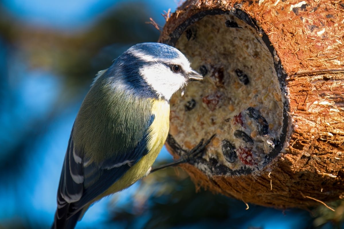Cet oiseau est votre meilleur allié contre les moustiques cet été, voici comment l'attirer dans votre jardin