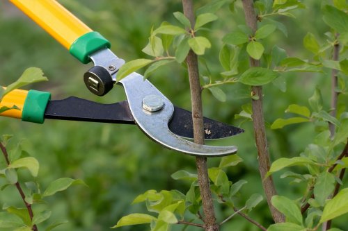 Si vous taillez ces arbres en avril, ils ne survivront pas pour voir l’été