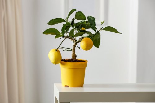 Si votre citronnier en pot ne produit rien, changez vite cette habitude pour relancer sa fructification et obtenir de beaux citrons
