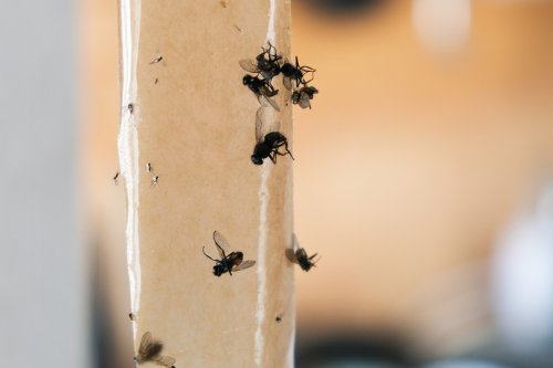L'art de piéger les mouches : solutions naturelles et efficaces