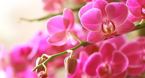 A quelle fréquence arroser une orchidée ?