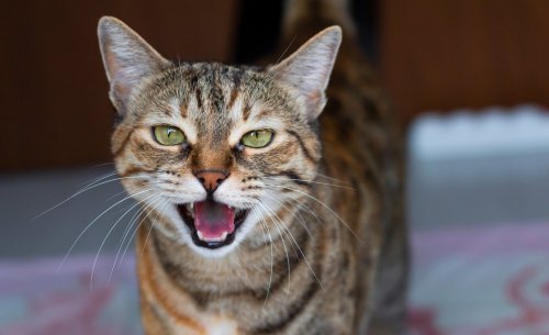 “Miaou” veut dire quoi ? Une IA chinoise est en train d’apprendre à décoder le langage des chats