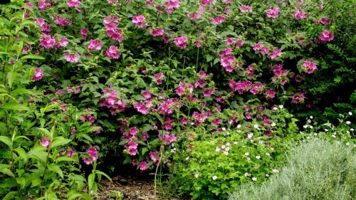 Plantes envahissantes ou invasives : la liste noire de celles qui sont désormais interdites (et ce que vous risquez si vous les plantez