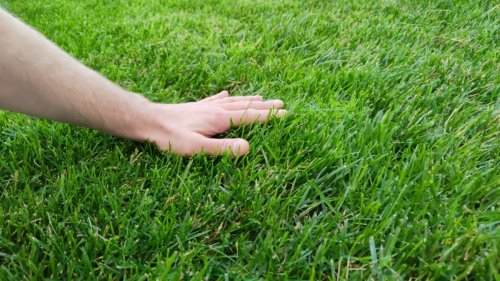 Révolutionnez votre pelouse ce printemps : cette technique simple d'un jardinier britannique fait sensation sur TikTok