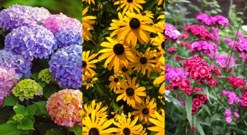 Quelles fleurs planter pour un massif fleuri tout l’été ?