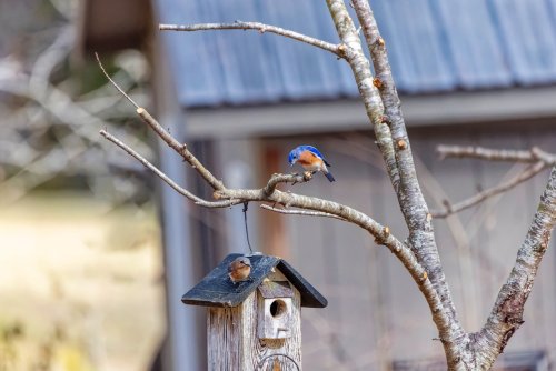 En mars, évitez de faire ceci au jardin pour ne pas déranger les oiseaux qui nichent