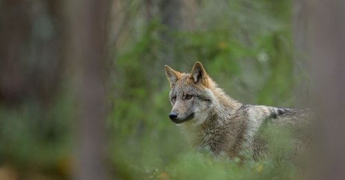 Si vous tombez sur un loup, voici le comportement à éviter à tout prix selon les experts