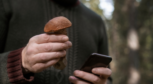 Cueillette des champignons : que valent VRAIMENT les applications pour les reconnaître ?