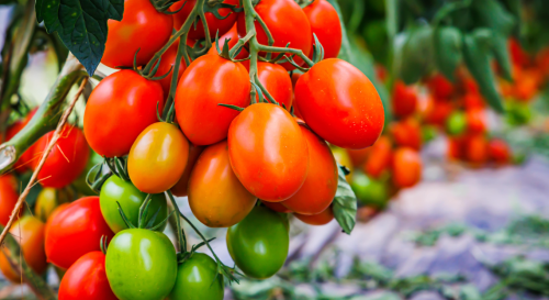 Arrêtez de faire cette erreur très commune lors de la conservation de vos tomates !