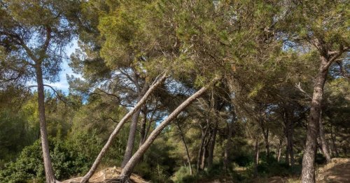 Voici pourquoi cette ville abat plus de 150 000 arbres, une décision radicale face à...