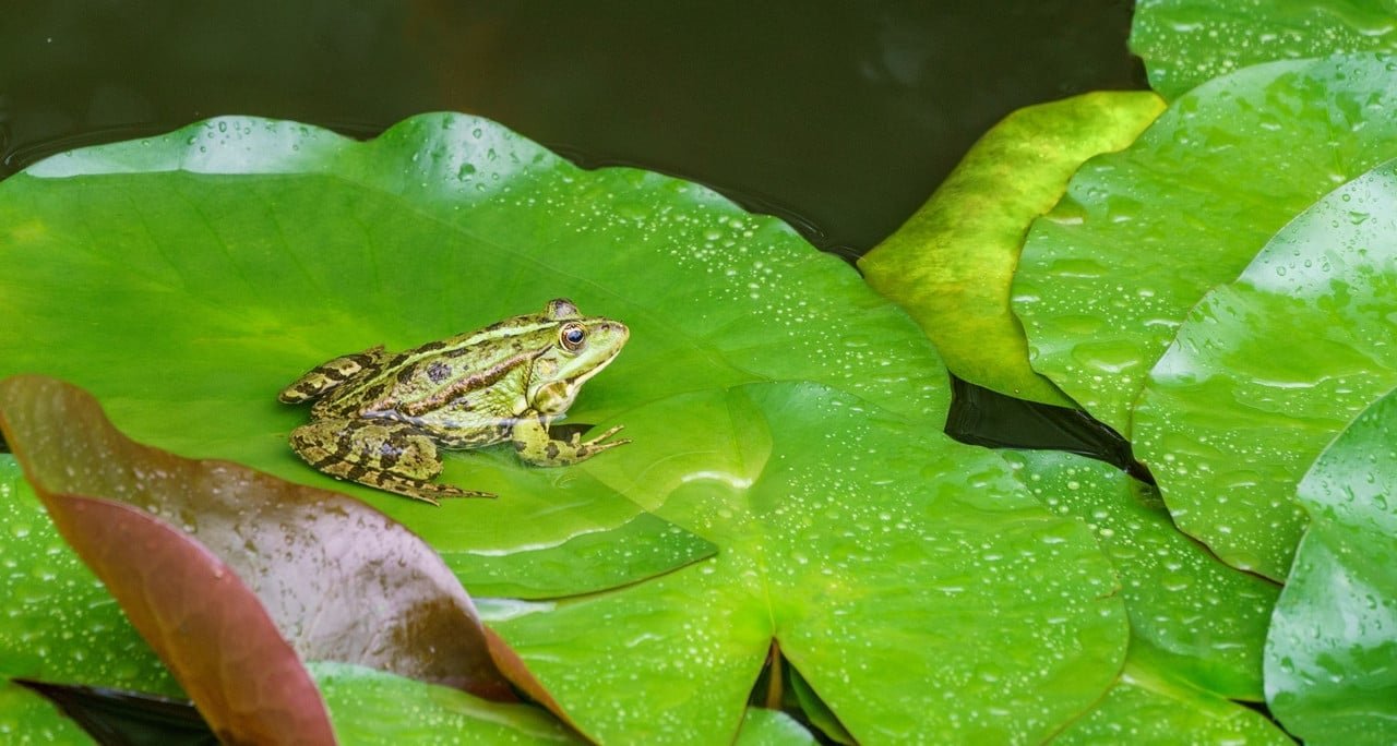 Vos grenouilles font trop de bruit, que dit la loi sur le tapage nocturne ?