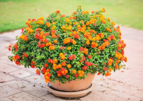 Découvrez ces varietés de fleurs magnifiques qui vont se plaire en pot et en plein soleil !