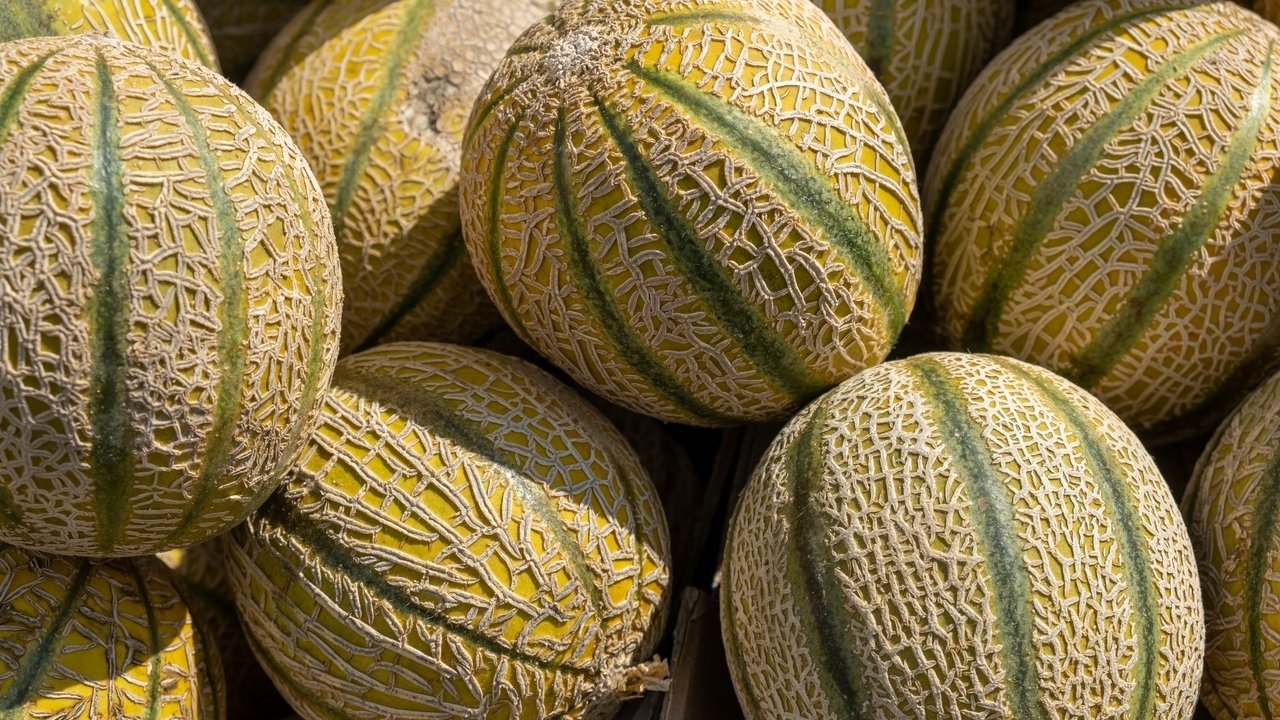 Choisir un melon parfait, l’astuce de ce primeur pour ne plus jamais se tromper au marché, « il faut toujours choisir le plus…. »