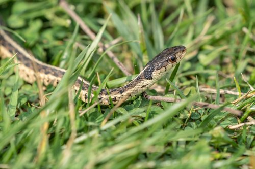 Votre jardin attire les serpents sans que vous le sachiez, voici pourquoi (et comment les éviter)