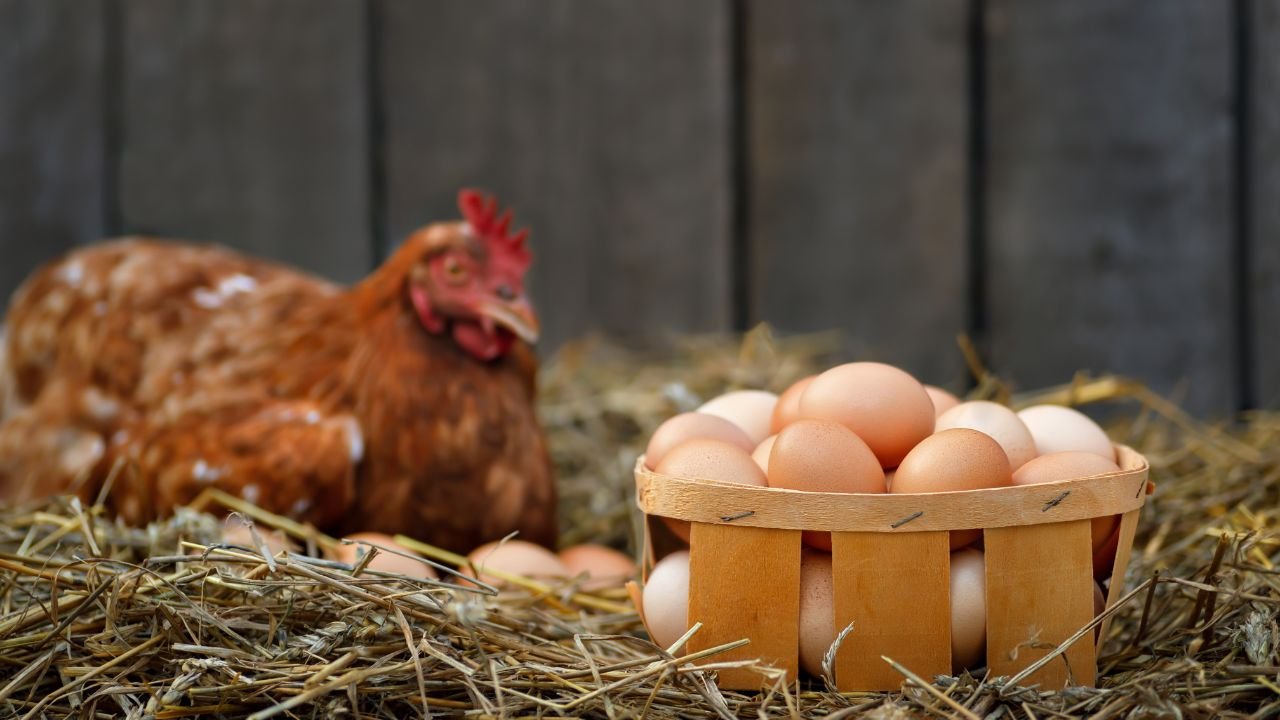 4 astuces pour relancer efficacement la ponte des poules en quelques jours, validées par les éleveurs