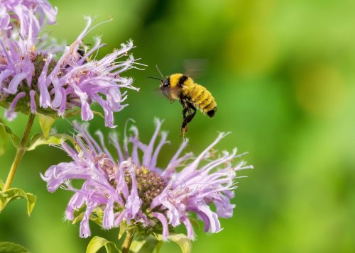 Plus puissante que la lavande, cette plante anti-moustique doit être plantée dès maintenant pour un été tranquille