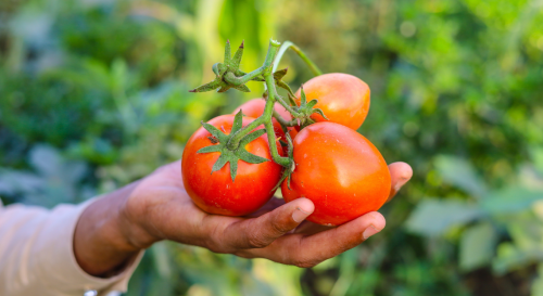On a trouvé l’engrais naturel parfait pour récolter des tomates juteuses par milliers !