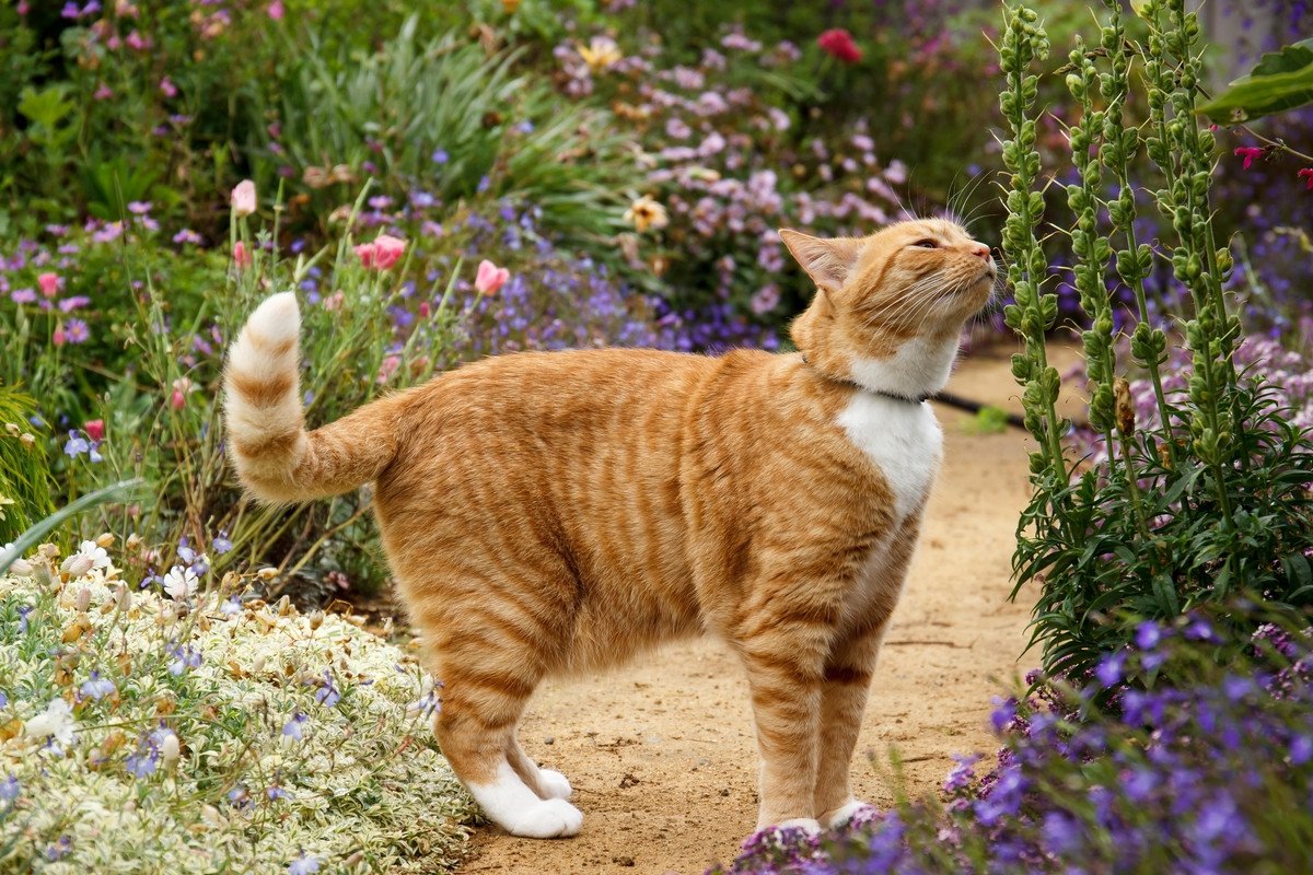 Les chats ne prendront plus votre jardin pour une litière avec ces 2 fruits survitaminés