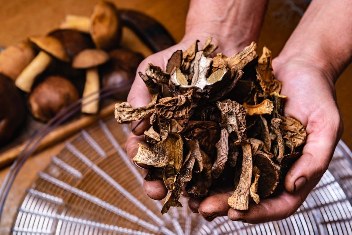 Depuis que j'utilise cette astuce au jardin, je profite de mes champignons toute l'année et c'est un régal
