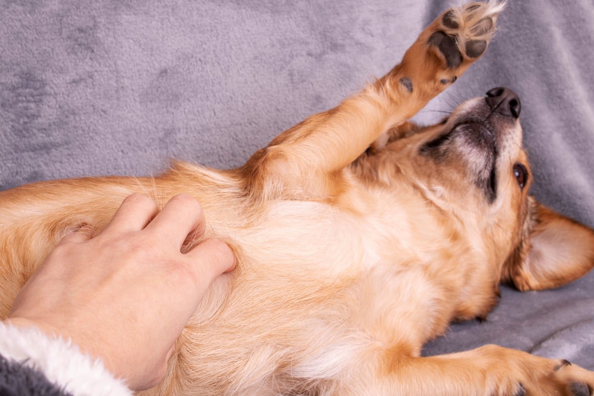 Je suis dresseur canin, et vous faites tous cette erreur quand un chien se met sur le dos (ils n'aiment pas du tout)