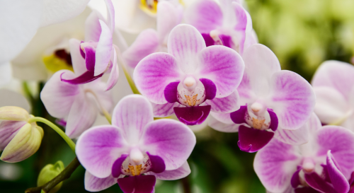 On a trouvé une méthode ultra simple pour planter une orchidée !