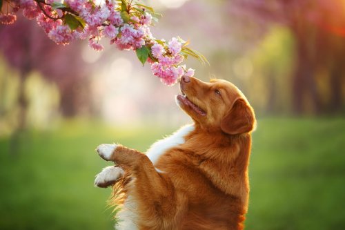 Elles sont belles mais dangereuses : ces 5 fleurs du jardin sont à éviter si vous avez un chien