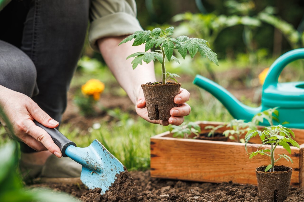 Potager : plus que quelques jours pour semer ces 10 variétés et avoir une récolte abondante !