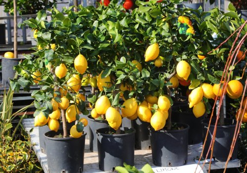 Un seul citron suffit, cette astuce de jardinier permet de cultiver des citrons à l’infini chez soi