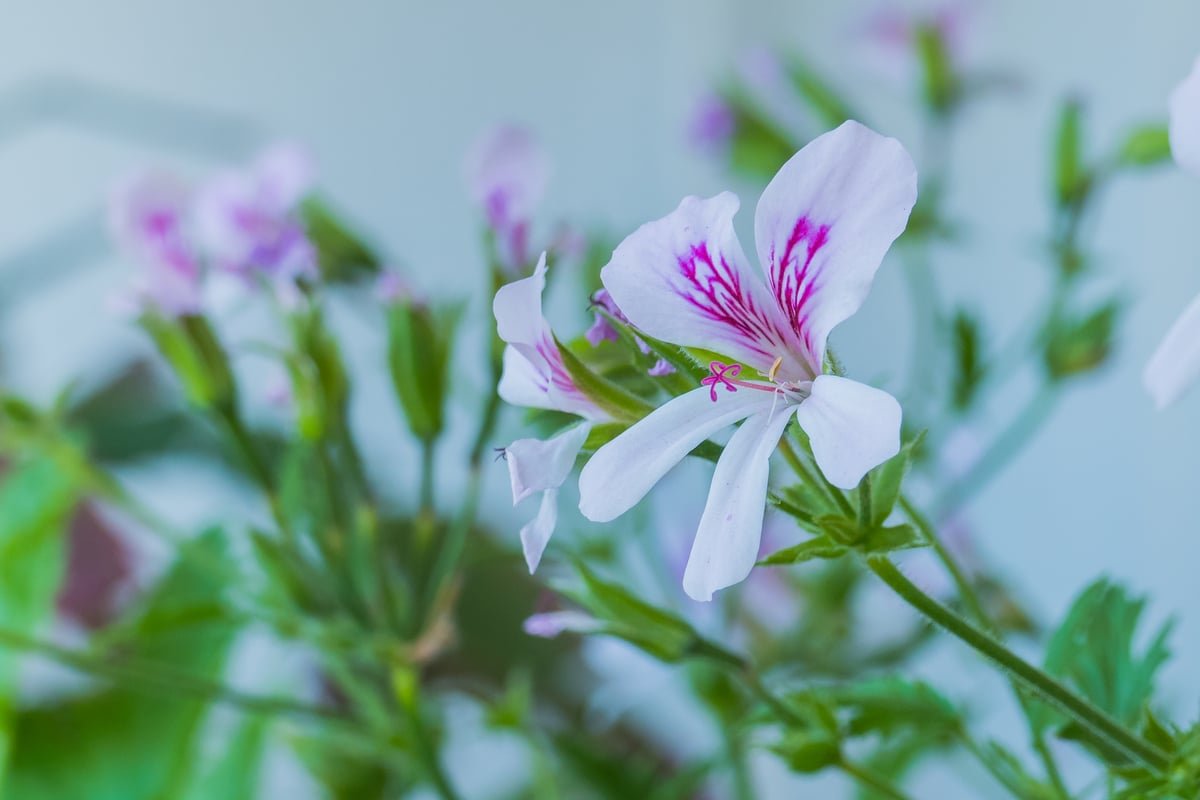Adieu tiques et moustiques : cette plante anti-nuisibles est à cultiver dès maintenant dans votre jardin ou en bord de fenêtre